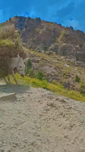 288K views · 4.5K reactions | Zeb Surani on Reels | Facebook