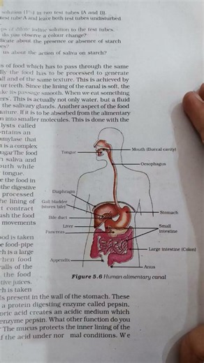 Important diagrams of biology class 10th: Life process 🫀🧠🩸🦠🧬.