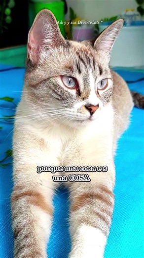 Consejo del dia de tu michi que tiene mucha logica gatuna 😻🩷✨ #gatosgraciosos