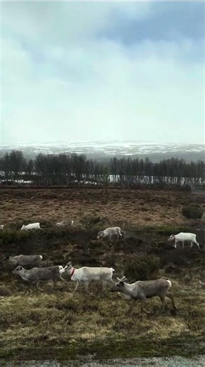 Spotting Reindeer, Scandinavia, Europamundo from Amán G. 🦌