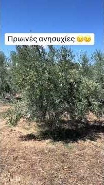 Ελαιώνας ποτιστικός . Δέντρα 5 ετών ποικιλίας κορωνέικη.