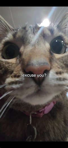 Excuse You? Hilarious Cat Moments