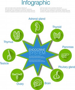 Endokrines System Infografik Design