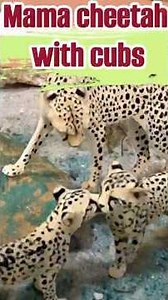 Fun Facts About Cheetahs and Their Cubs #animaltoys #cheetah #cheetahfacts #cheetahcubs