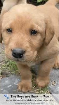 🐾 Let's Hear it for the Boys! Fox Red & Yellow Labrador Puppies! - ALL SOLD