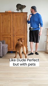 Pet Perfect | Ruby the Labrador