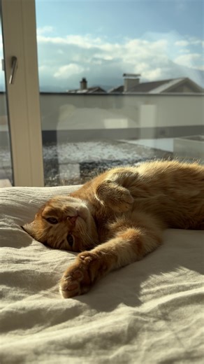 Why Cats Love Napping So Much | TikTok