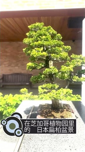 Dwarf Hinoki False Cypress at the Chicago Botanic Garden