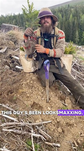 Planting A Norwegian Spruce Tree (Picea Abies)