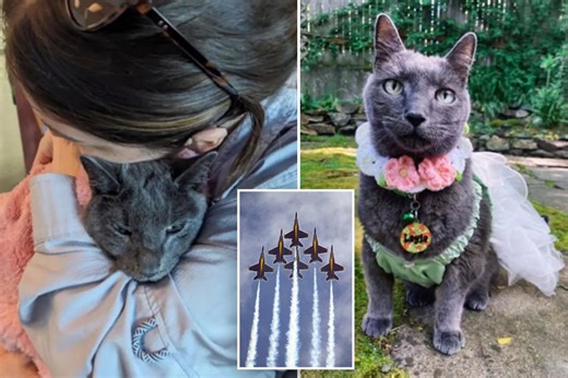 Cat mom accuses Blue Angels of terrorizing her dying 14-year-old cat with ‘sonic barrage’ practices: ‘It terrified her so much’