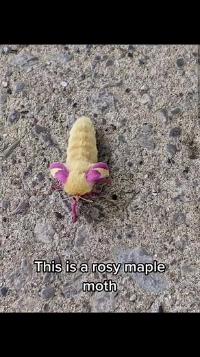 Rosy maple moth inflating her wings💐 #rosymaplemoth #rosiemaple #moth #moths #mothoftiktok #insect #bug #butterfly #fuzzymoth #cutemoth