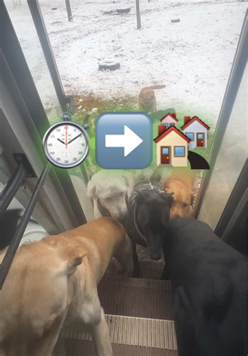 Lucy Liu's Journey with K9 Konvoy