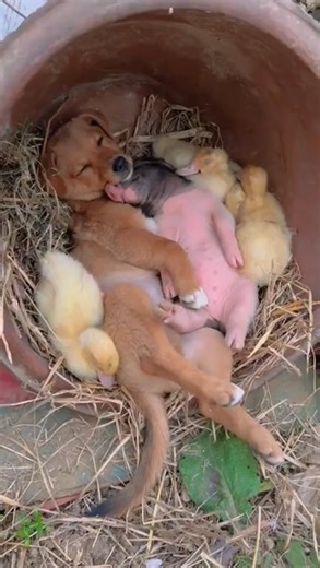 1.8M views · 48K reactions | Who cast the sleep spell | Life Is Weird | Facebook