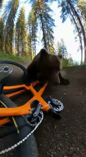 Biker vs Bear on Narrow Forest Trail 😨 #wildlifeencounter #mountainbike #danger