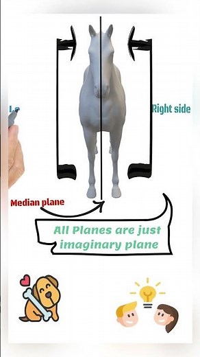 "Anatomy Basics: Understanding Body Planes and Their Significance"