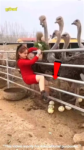 Collecting Ostrich Eggs: A Dangerous Challenge!