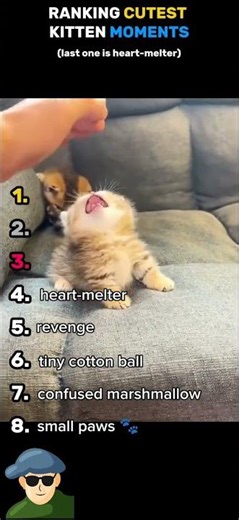 Ranking Cutest Kitten Moments 😍😍🥰 #cat #kitten #animallovers #catlovers #like #lipsync #dancetiktok