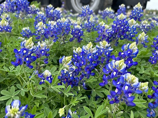 When, how to plant bluebonnets in your Texas yard