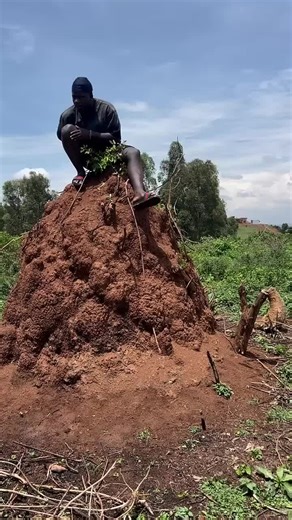 Elvo The dragon (@elvo.the.dragon)’s videos with original sound - Elvo The dragon