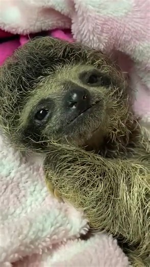 1.7K views · 394 reactions | Adorable sloth baby ❤️❤️❤️殮 | Sloth of The Day | Facebook
