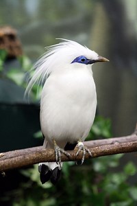 Bali myna - Alchetron, The Free Social Encyclopedia