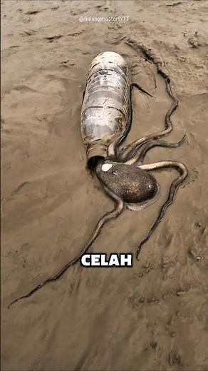 Ternyata Gurita Bisa Masuk Celah Super Sempit! #gurita