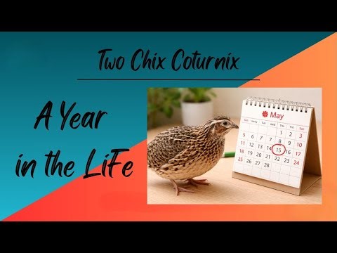 A Year in the Life of a Quail Breeder