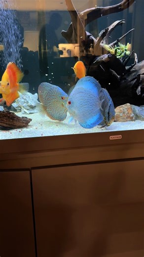 You touched my drum set 😂💙🩵 #discusfishtank #tropicalfish #fisharefoodnotfriends #fishkeeping #aquariumsoftiktok