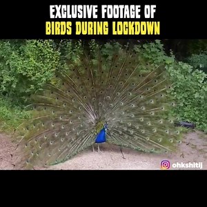 597K views · 12K shares | Birds vibing on Bollywood Songs  Creds : IG/@ohkshitij | Indian Memes | Facebook