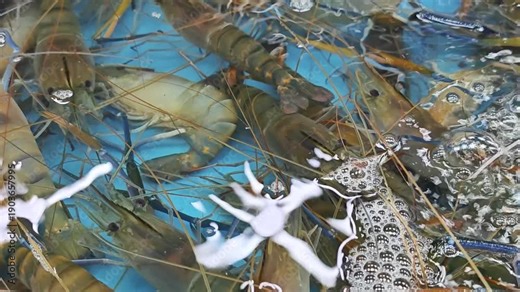 Giant Freshwater Prawn