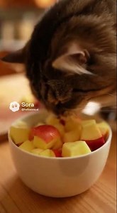 Cat Tries Apple Snack 🍎🐱 | Adorable Silent Food Moment