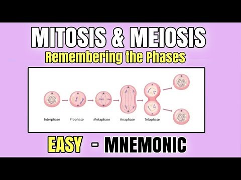 Mitosis & Meiosis | EASY Mnemonic to Memorize the Phases of Cell Division | Cell Cycle | Biology