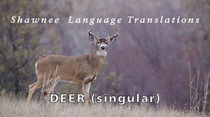Shawnee Language Words - Deer (sing.) (U.S. National Park Service)