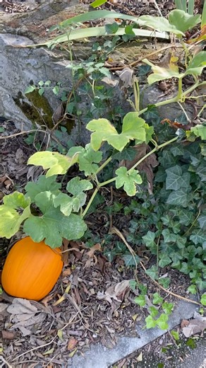 Me: spends $100 on picked-over pumpkins at the store Mom: *sends video in the family group chat*: “Look at our pumpkin patch!” (all growing in their front yard 😧) I don’t know what happened to the green thumb gene but it didn’t get passed to me & I am envious. | Kristen Currie