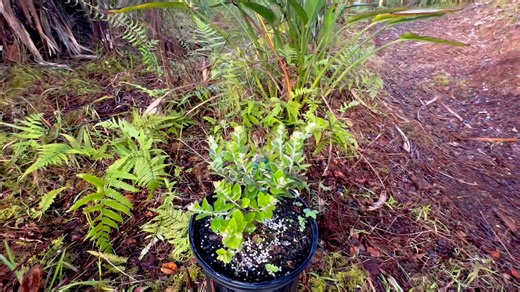7.7K views · 420 reactions | MONDAY MORNING PLANTING MENU Lots of Tī plants going in the new section—both green and red. ‘Ōhi’a tree from Hilo Garden Exchange since plenty of you asking. We’re trying out a new Cotton Candy fern in some shady spots. She looks a lot like a very tightly knit Palapalai, just waiting to be included in a lei. Kuana Torres Kahele | Kuana Torres Kahele | Facebook