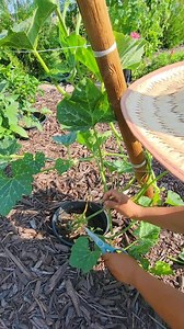 66K views · 486 reactions | Gardening Tips Growing Saquash #gardeningtips #squash #pruning #garden #veggie | Kabsat | Facebook