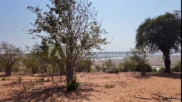 Chobe River At Chobe National Park In Kasane Botswana. African Animals Landscape. Wildlife Scenery. Chobe National Park At Kasane Botswana. Big Five Animals. Wild Background.