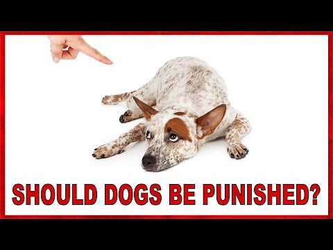 Become a Professional Dog Trainer | Lesson 5 | Balanced Dog Training