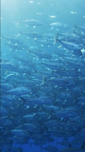 How Local Marine Aquaculture Could Solve Our Oceans' Overlapping Crises | Earth Focus