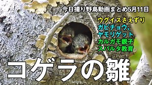5月11日今日撮り野鳥動画まとめ　カルガモ親子スパルタ教育、ウグイス鳴き声、ガビチョウヤモリ食べなど