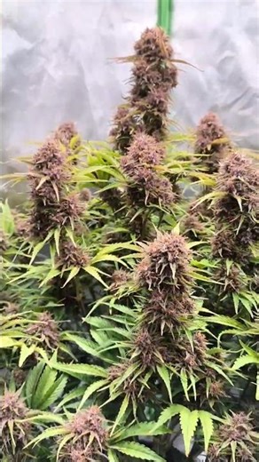 Blütewoche 6🍇 Fastbuds Autoflower Update | Spider Farmer Smart Setup #shorts #plants #homegrown hood