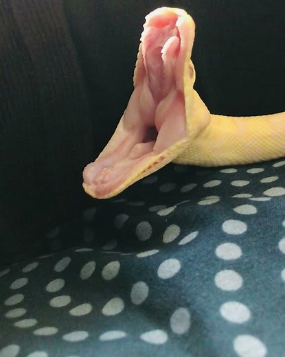 Albino Darwin Carpet Python