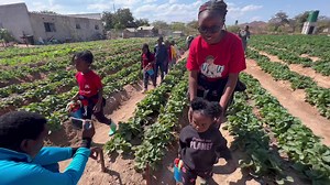 30 reactions · 7 comments | The atmosphere is filled with laughter and excitement as the children are navigating the strawberry fields, carefully selecting the ripest and most vibrant berries. They are experiencing the joy of plucking the strawberries directly from the plant, feeling the softness of the leaves, and enjoying the sweet aroma that filled the air. Brentwood SDA Adventures Farm visit. Book your Kuzipa Farm experience on 0977460577 | Kuzipa Farm | Facebook
