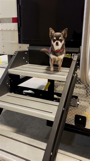 Volume up! Tiny sounds, maximum cuteness 🔉🐾 #WillTrent