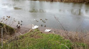 Ross on wye, by river in early spring with ducks and swans