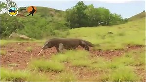 World's largest lizards threatened by climate change