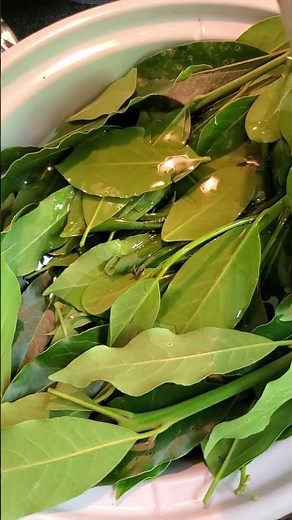 Making Bay Leaf oil