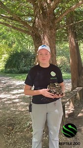 8.8K views · 123 reactions | This snake is royalty? 樂Listen to this fun fact about Ball pythons with our fall intern Allyson! 朗 #kyreptilezoo #snake #reptile | Kentucky Reptile Zoo | Facebook