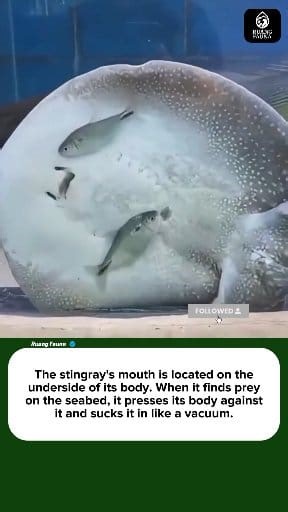 The stingray's mouth is located on the underside of its body. When it finds prey on the seabed, it presses its body against it and sucks it in like a vacuum #stingray #sealife #oceanfacts #marinelife #wildnature #underwaterworld #animalfacts #naturewonders #deepsea #amazinganimals | Ruang Fauna