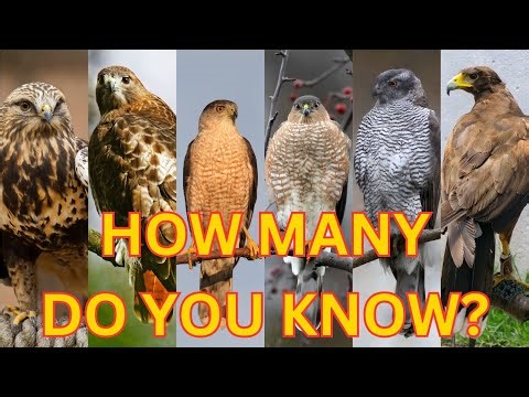 Meet All Hawk Species! Nature’s Sky Hunters!